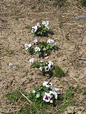 pansy mulched